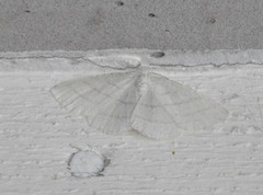 Common White Wave (Cabera pusaria)