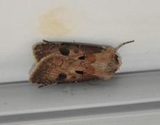 Heart and Dart (Agrotis exclamationis)