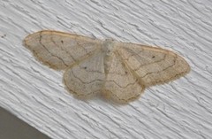 Vinkelengmåler (Idaea aversata)