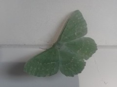 Large Emerald (Geometra papilionaria)