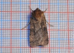 Six-striped Rustic (Xestia sexstrigata)