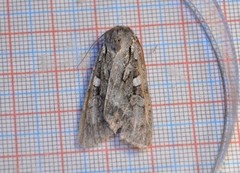 Great Brocade (Eurois occulta)
