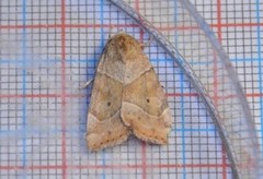 The Dun-bar (Cosmia trapezina)