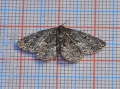 Waved Black (Parascotia fuliginaria)