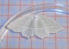 Light Emerald (Campaea margaritaria)