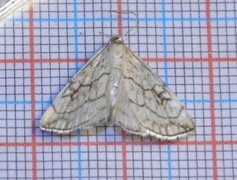 Chequered Straw (Evergestis pallidata)