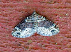 Flekkbåndmåler (Xanthorhoe ferrugata)