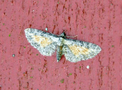 Rustdvergmåler (Eupithecia icterata)