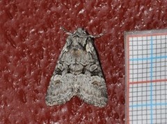 Minor Shoulder-knot (Brachylomia viminalis)