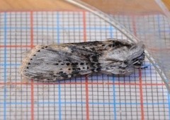 The Wormwood (Cucullia absinthii)