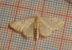 Randengmåler (Idaea biselata)