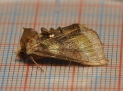 Burnished Brass (Diachrysia chrysitis)