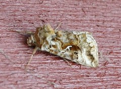 Gråbrunt metallfly (Autographa buraetica)