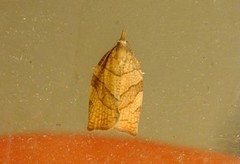 Chequered Fruit-tree Tortrix (Pandemis corylana)