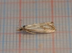 Chequered Grass-veneer (Catoptria falsella)