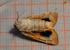 Broad-bordered Yellow Underwing (Noctua fimbriata)