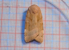 Broad-bordered Yellow Underwing (Noctua fimbriata)