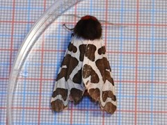 Garden Tiger (Arctia caja)