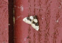 Purple Bar (Cosmorhoe ocellata)