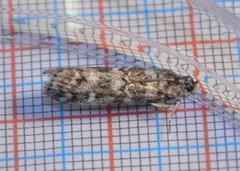 Dark Pine Knot-horn (Dioryctria abietella)
