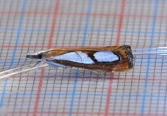 Toflekket nebbmott (Catoptria pinella)