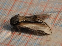 Swallow Prominent (Pheosia tremula)