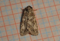 Great Brocade (Eurois occulta)
