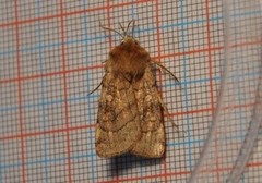 Six-striped Rustic (Xestia sexstrigata)