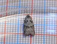 Grey Tortrix (Cnephasia stephensiana)