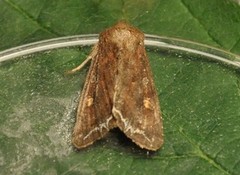 Bright-line Brown-eye (Lacanobia oleracea)