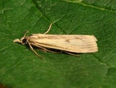 Gul nebbmott (Agriphila inquinatella)