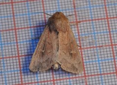 Bright-line Brown-eye (Lacanobia oleracea)