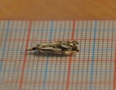 Chequered Grass-veneer (Catoptria falsella)