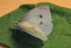 Liten kålsommerfugl (Pieris rapae)