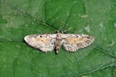 Rustdvergmåler (Eupithecia icterata)