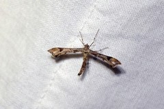 Triangle Plume (Platyptilia gonodactyla)
