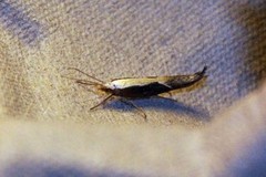Honeysuckle Moth (Ypsolopha dentella)