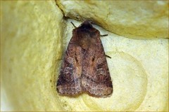 Small Square-spot (Diarsia rubi)