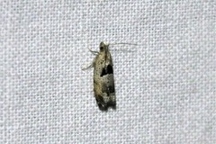 Small Birch Bell (Epinotia ramella)