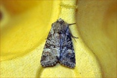 Minor Shoulder-knot (Brachylomia viminalis)