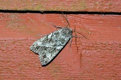 Great Brocade (Eurois occulta)