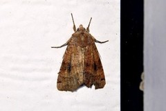 Dotted Clay (Xestia baja)