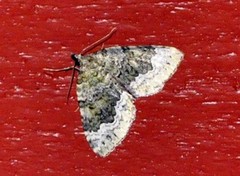 Skogolivenmåler (Colostygia olivata)