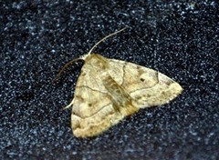 The Dun-bar (Cosmia trapezina)