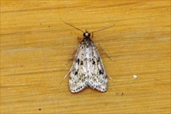 Ground-moss Grey (Eudonia truncicolella)