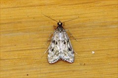 Barkmosemott (Eudonia truncicolella)