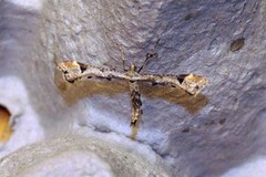 Triangle Plume (Platyptilia gonodactyla)