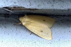 The Sallow (Xanthia icteritia)
