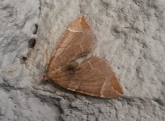 The Chevron (Eulithis testata)