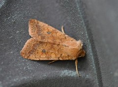 Bølgelinjet høstfly (Agrochola circellaris)